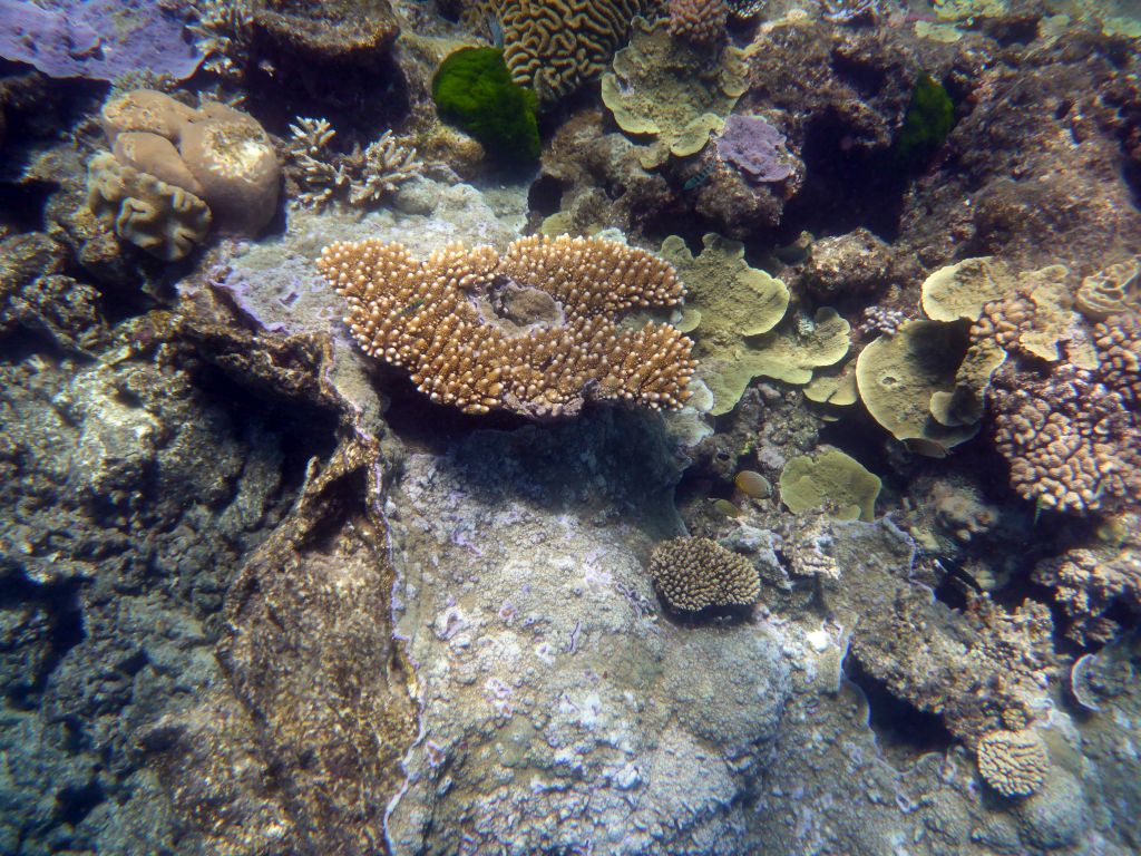 Coral, viewed from underwater