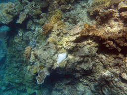 Coral, viewed from underwater