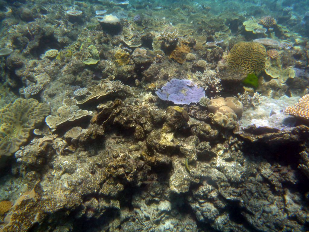 Coral and fish, viewed from underwater