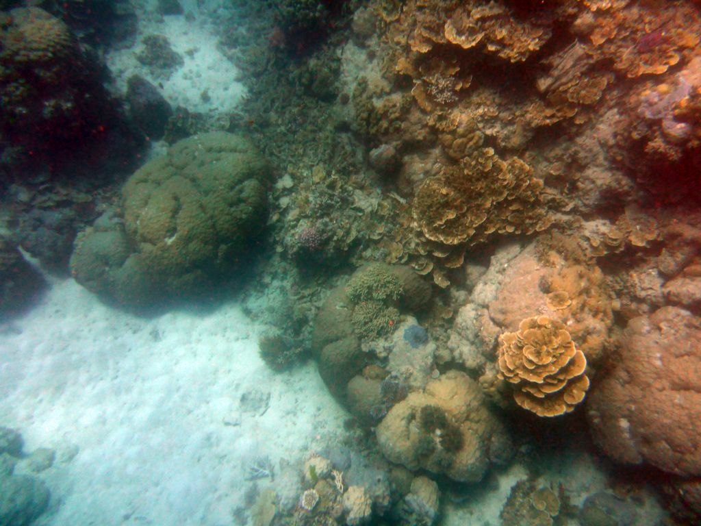 Coral, viewed from underwater