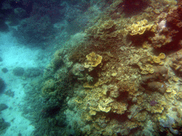 Coral, viewed from underwater