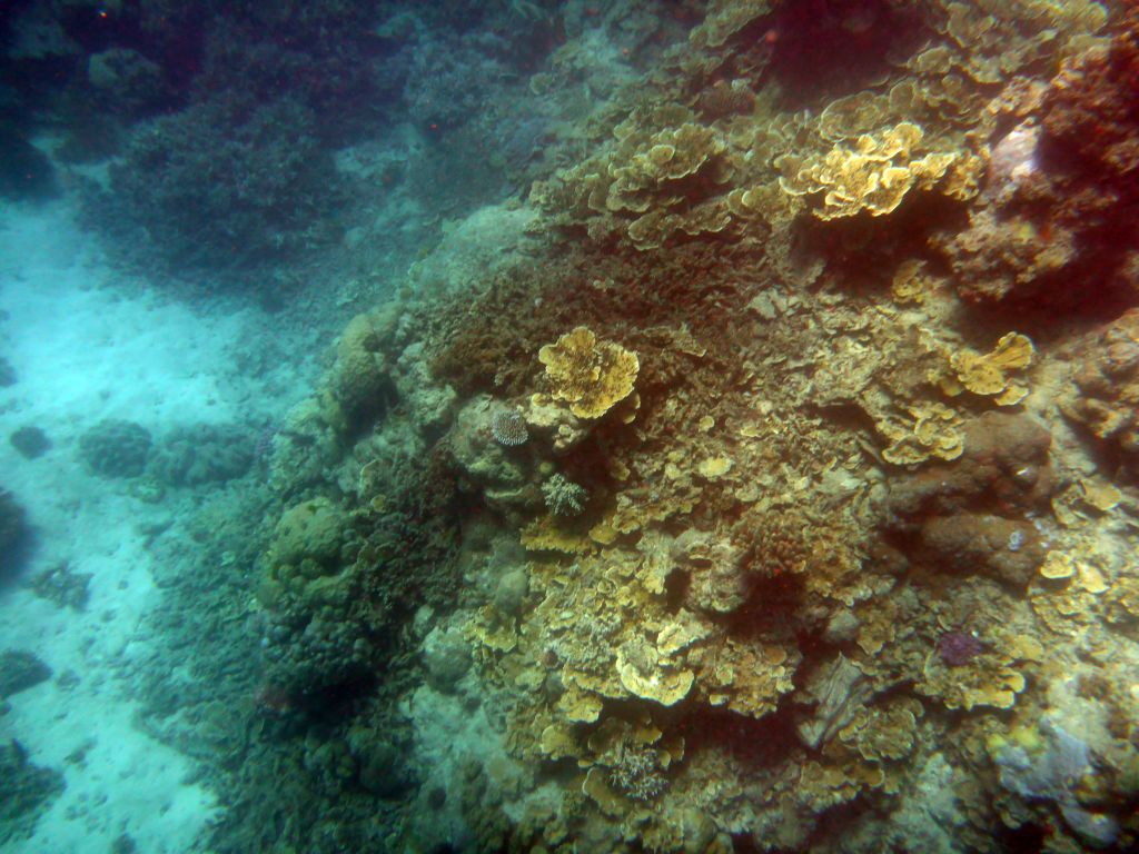 Coral, viewed from underwater