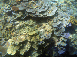 Coral and schools of fish, viewed from underwater