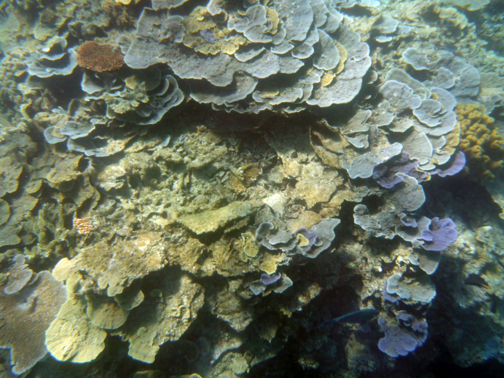 Coral and schools of fish, viewed from underwater