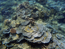 Coral and schools of fish, viewed from underwater