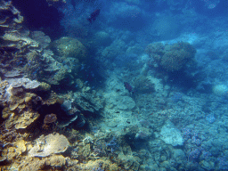 Coral and schools of fish, viewed from underwater