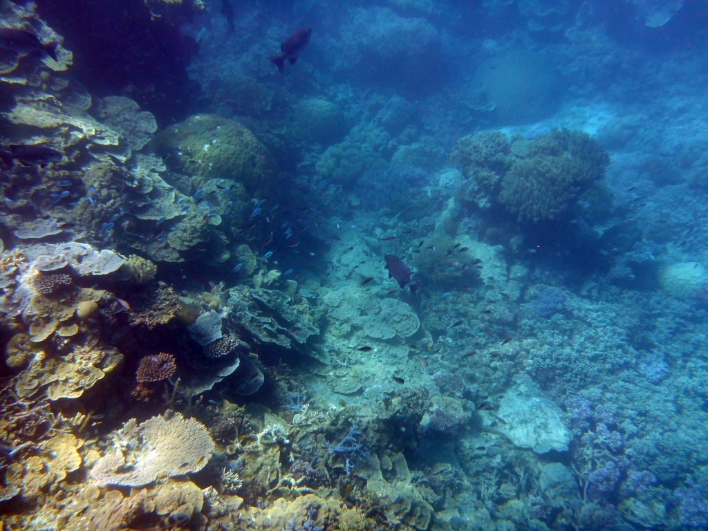 Coral and schools of fish, viewed from underwater