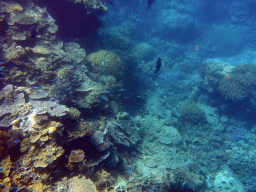 Coral and schools of fish, viewed from underwater