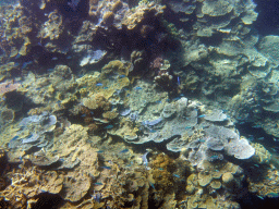 Coral and schools of fish, viewed from underwater