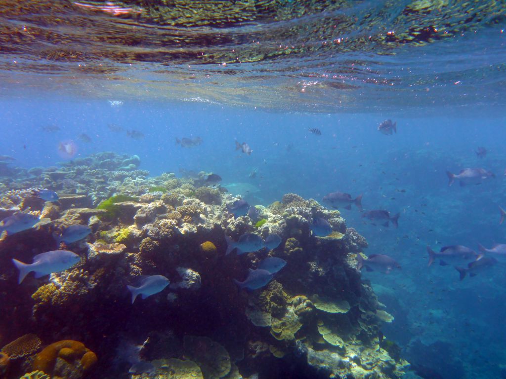 Coral and schools of fish, viewed from underwater