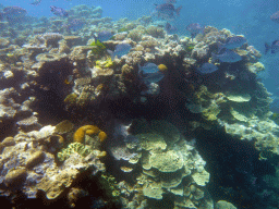 Coral and schools of fish, viewed from underwater