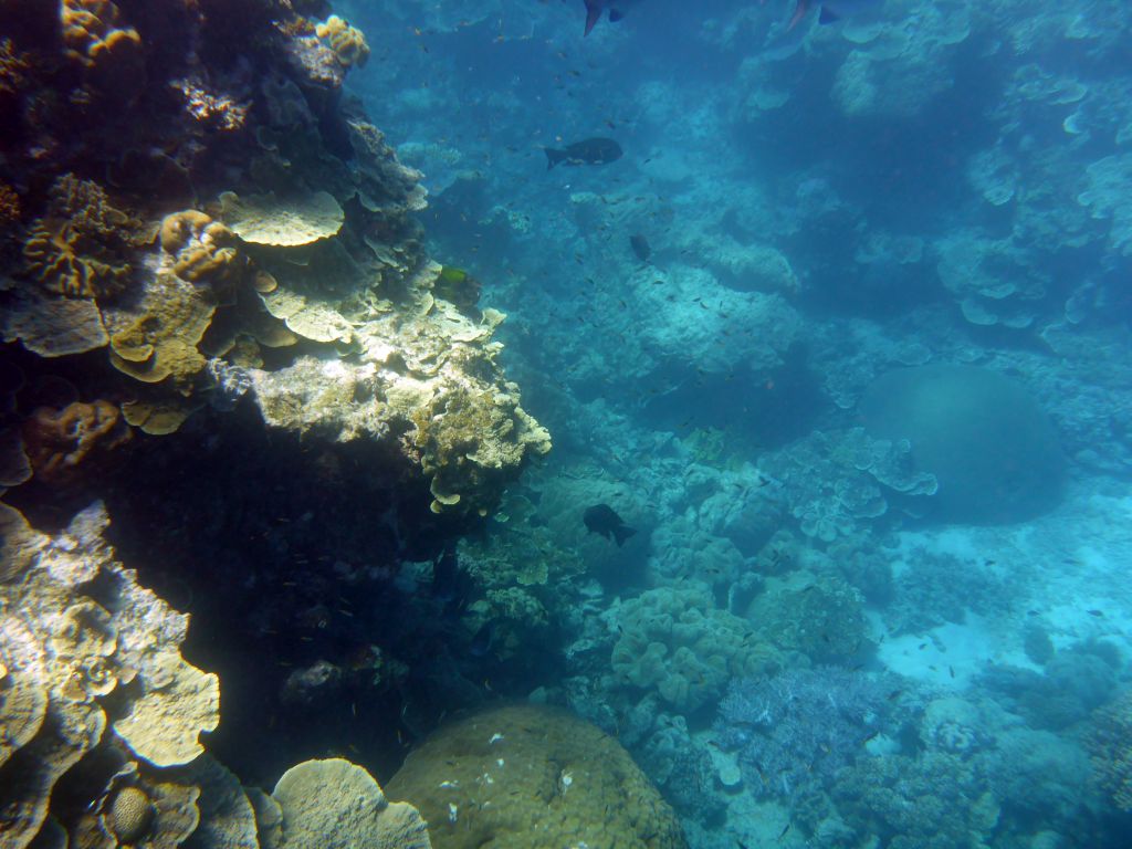 Coral and schools of fish, viewed from underwater