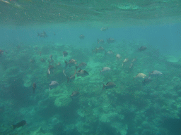 Coral and school of fish, viewed from underwater