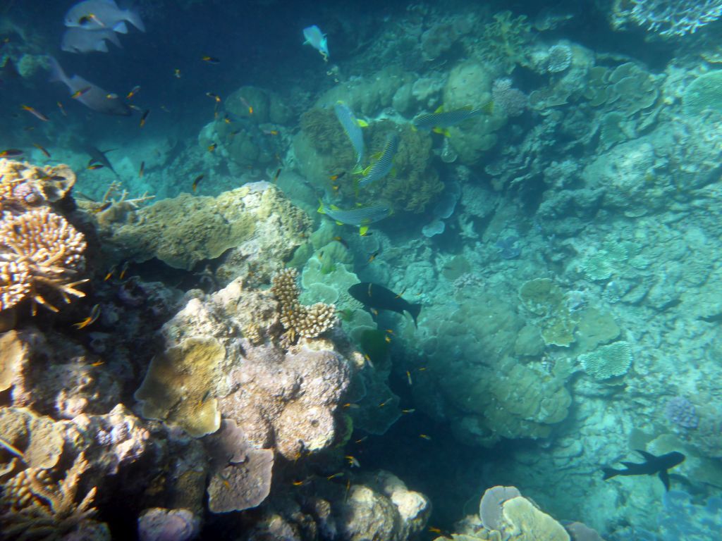 Coral and schools of fish, viewed from underwater