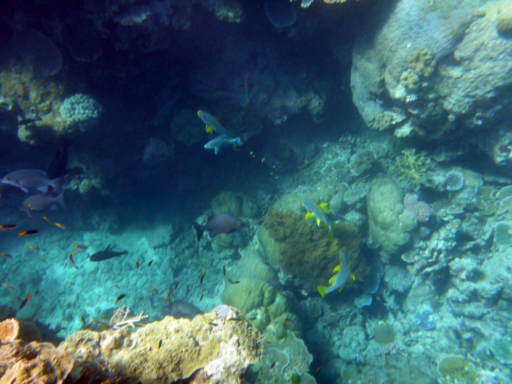 Coral and schools of fish, viewed from underwater