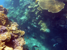 Coral and schools of fish, viewed from underwater