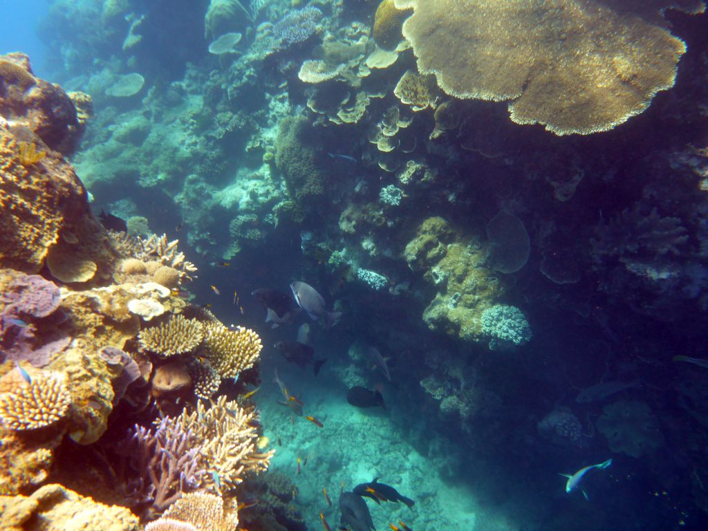 Coral and schools of fish, viewed from underwater