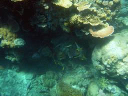 Coral and schools of fish, viewed from underwater