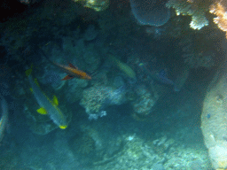 Coral and fish, viewed from underwater