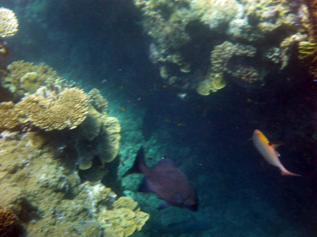 Coral and fish, viewed from underwater