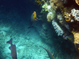 Coral and fish, viewed from underwater