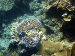 Coral and fish, viewed from underwater