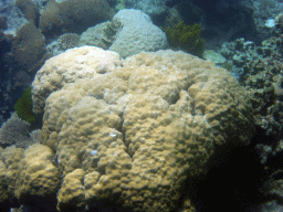 Coral, viewed from underwater