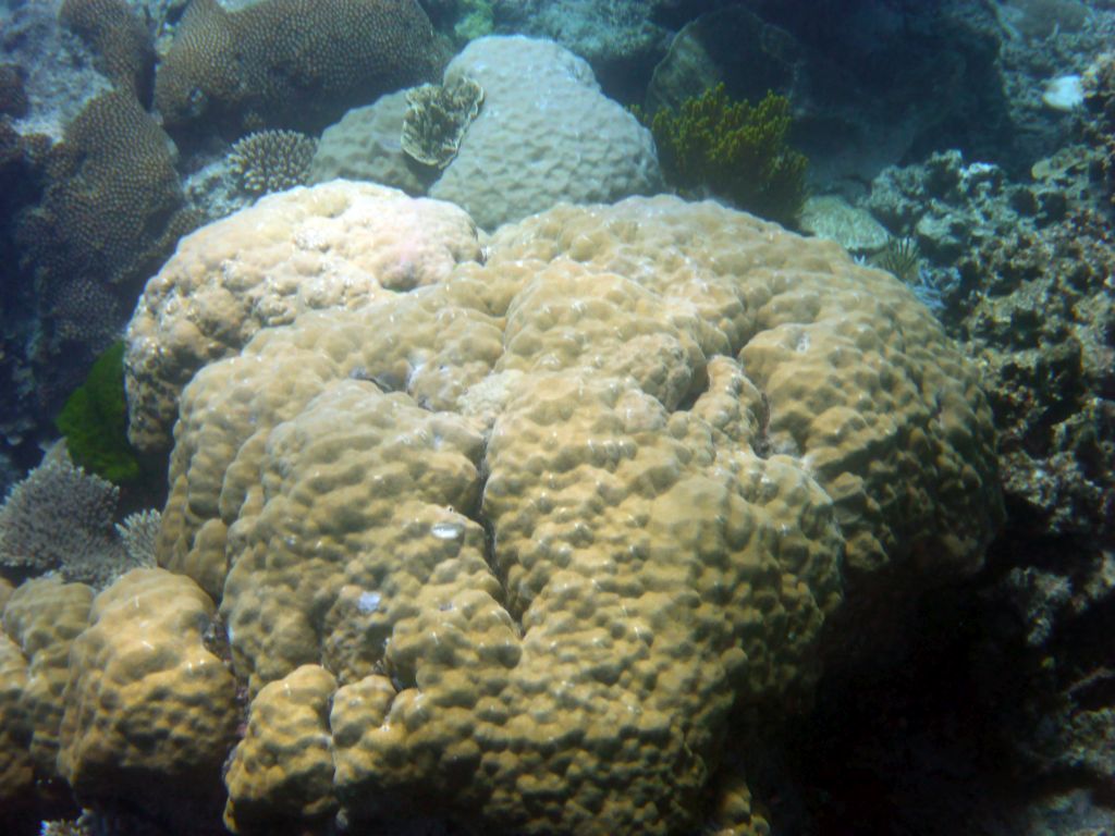 Coral, viewed from underwater