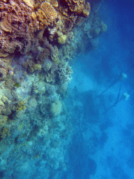 Coral and anchor stones, viewed from underwater