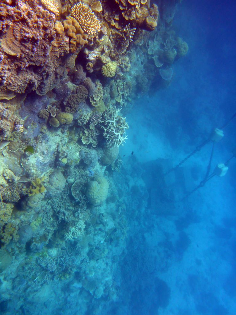 Coral and anchor stones, viewed from underwater