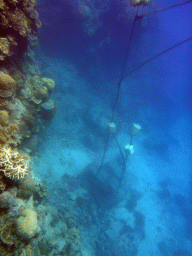 Coral and anchor stones, viewed from underwater