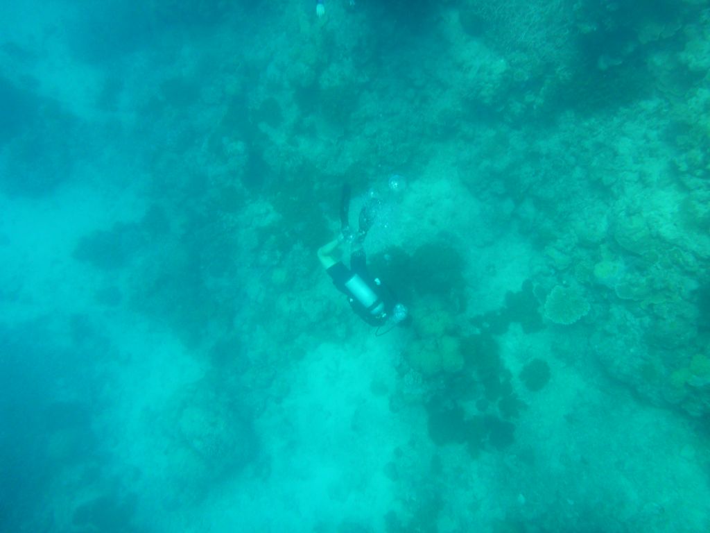 Coral and diver, viewed from underwater