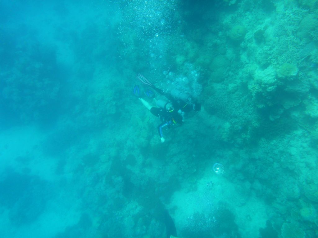 Coral and divers, viewed from underwater