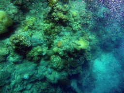 Coral and air bubbles, viewed from underwater