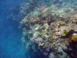 Coral and school of fish, viewed from underwater
