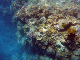 Coral and school of fish, viewed from underwater