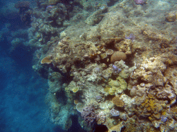 Coral and school of fish, viewed from underwater