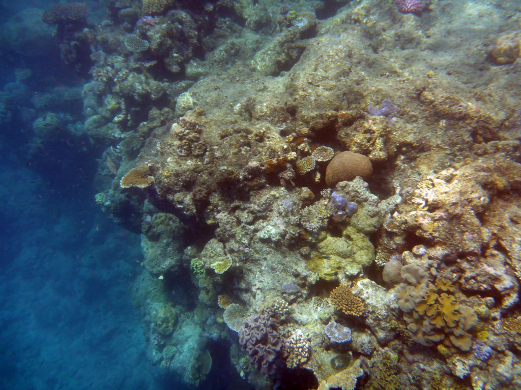 Coral and school of fish, viewed from underwater