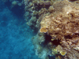 Coral and school of fish, viewed from underwater