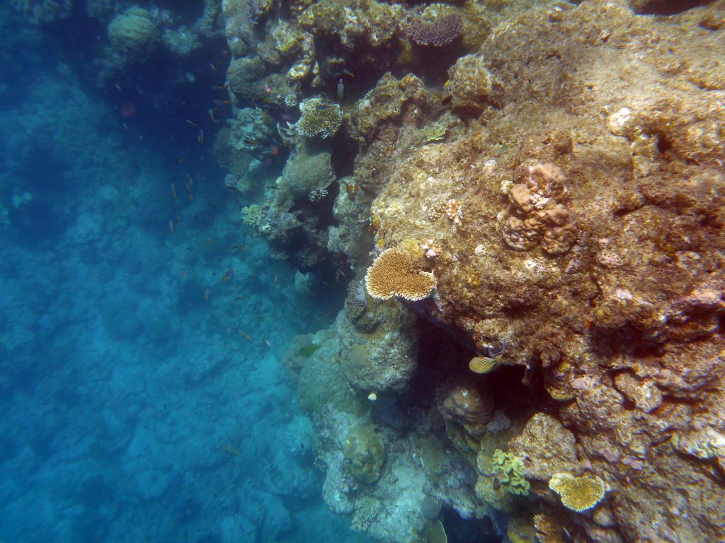 Coral and school of fish, viewed from underwater