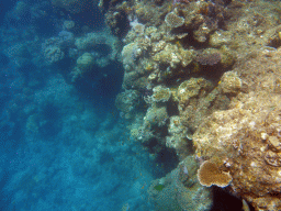 Coral and school of fish, viewed from underwater