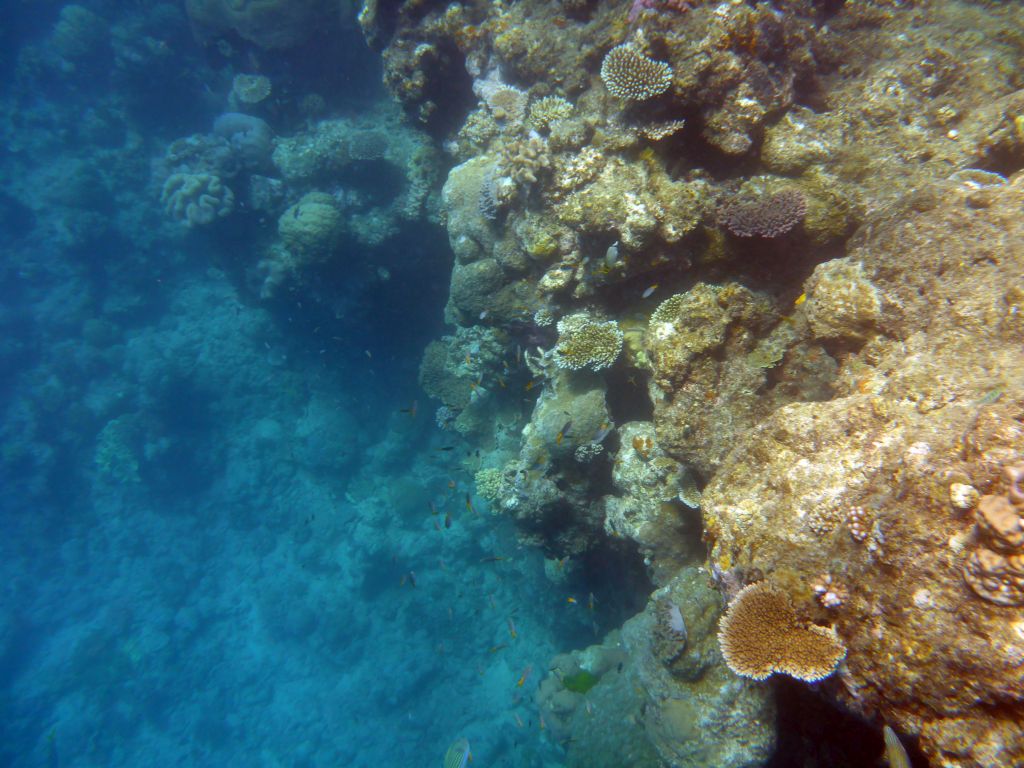 Coral and school of fish, viewed from underwater