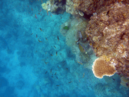 Coral, school of fish and Striped Surgeonfish, viewed from underwater