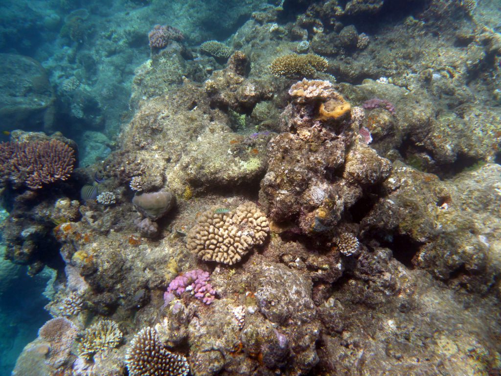 Coral, Striped Surgeonfish and other fish, viewed from underwater