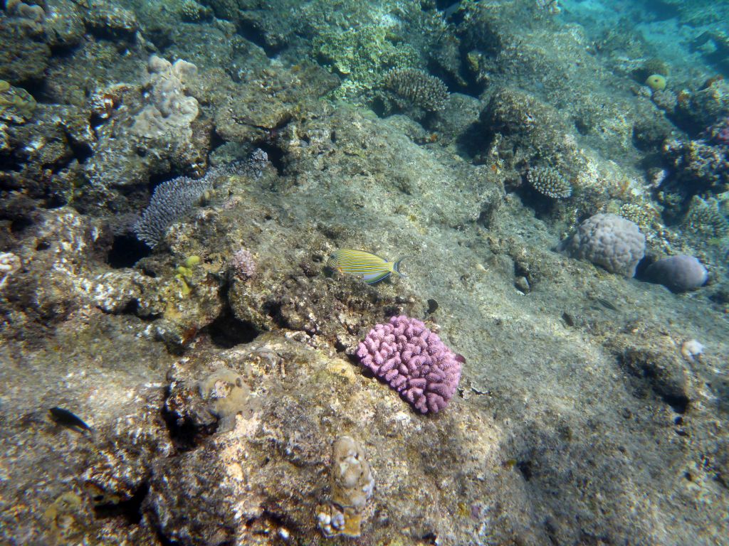 Coral, Striped Surgeonfish and other fish, viewed from underwater