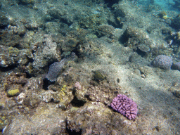 Coral, Striped Surgeonfish and other fish, viewed from underwater