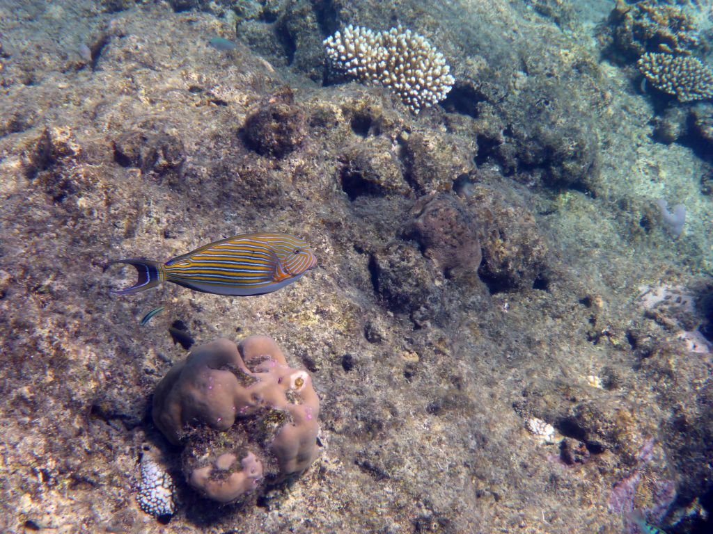 Coral, Striped Surgeonfish and other fish, viewed from underwater