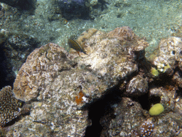Coral and Striped Surgeonfish, viewed from underwater