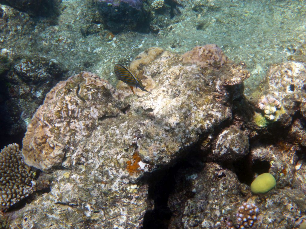 Coral and Striped Surgeonfish, viewed from underwater