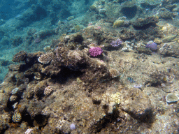Coral, Striped Surgeonfish and Scissor-tail Sergeant, viewed from underwater